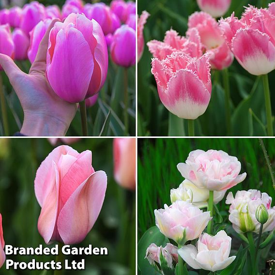 Tulip 'Pretty in Pink Collection'