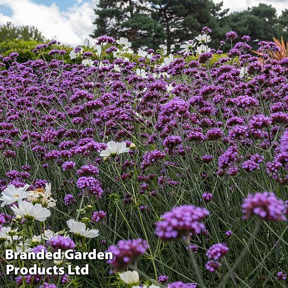 Perennial Pollinator Collection