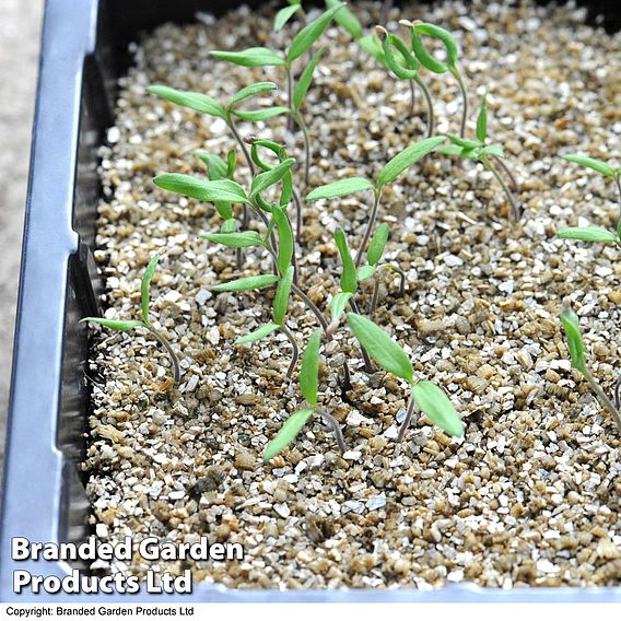 Full Sized Seed Tray