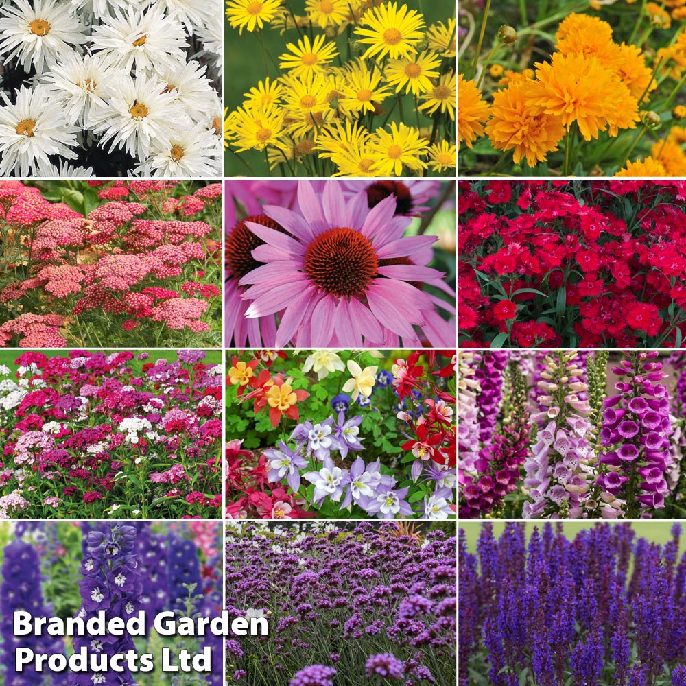 Perennial Eternal Flowering Collection 